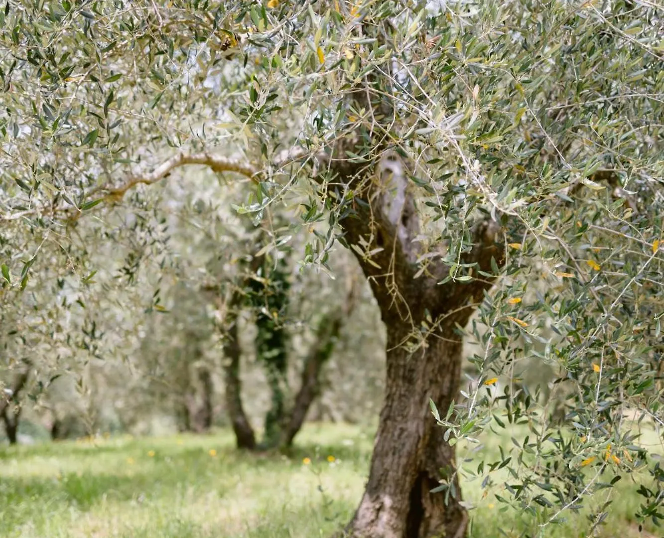 Villa Delia Hotel And Cooking School Rivoli   Rivoli (Pisa)